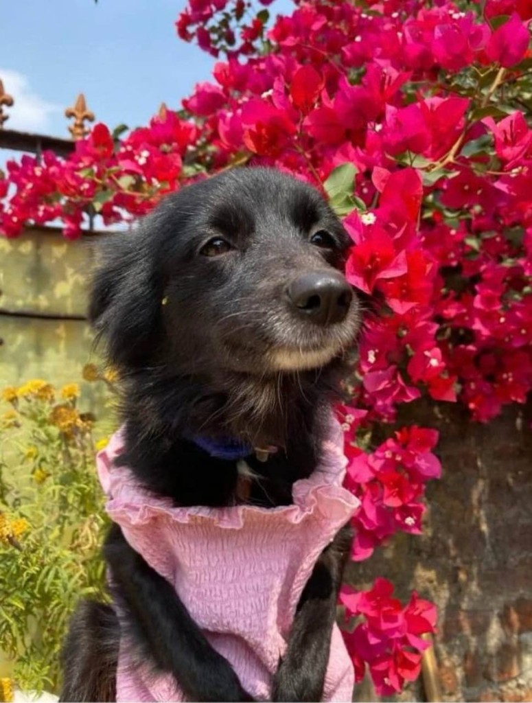 Kalli in a pink dress with bougainvillea
