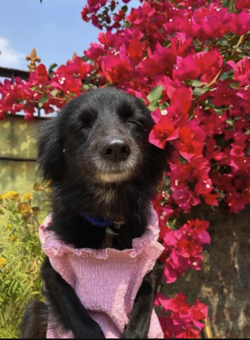 Kalli — black dog in a pink dress with bougainvillea
